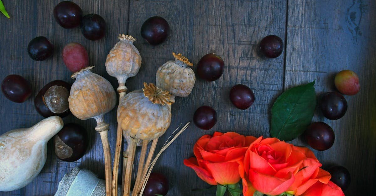 Cover Image for Granny Pods Buying Guide: Costs, Benefits, and Tips