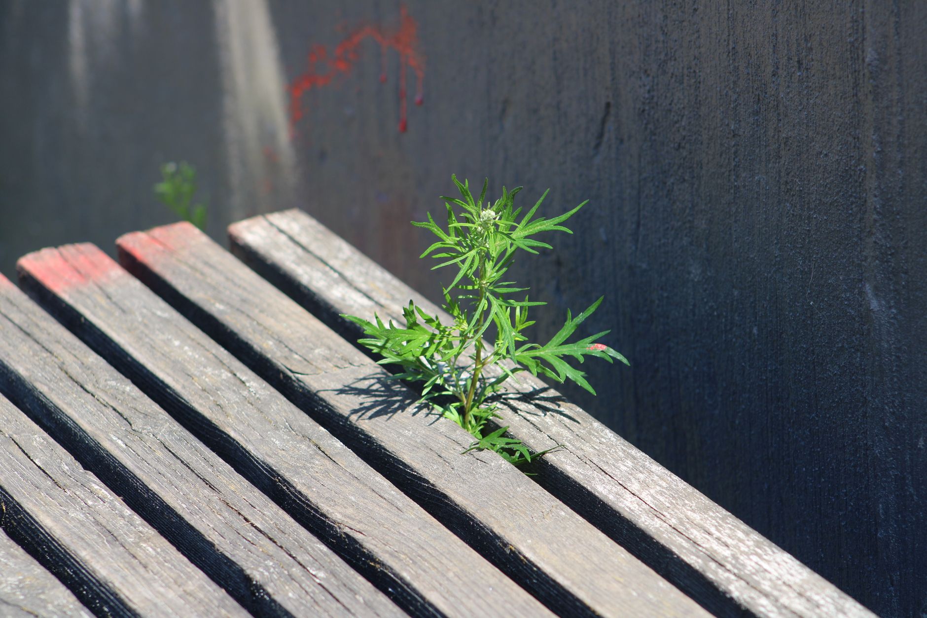 A vibrant green weed growing through the cracks of aged wood with a concrete background.