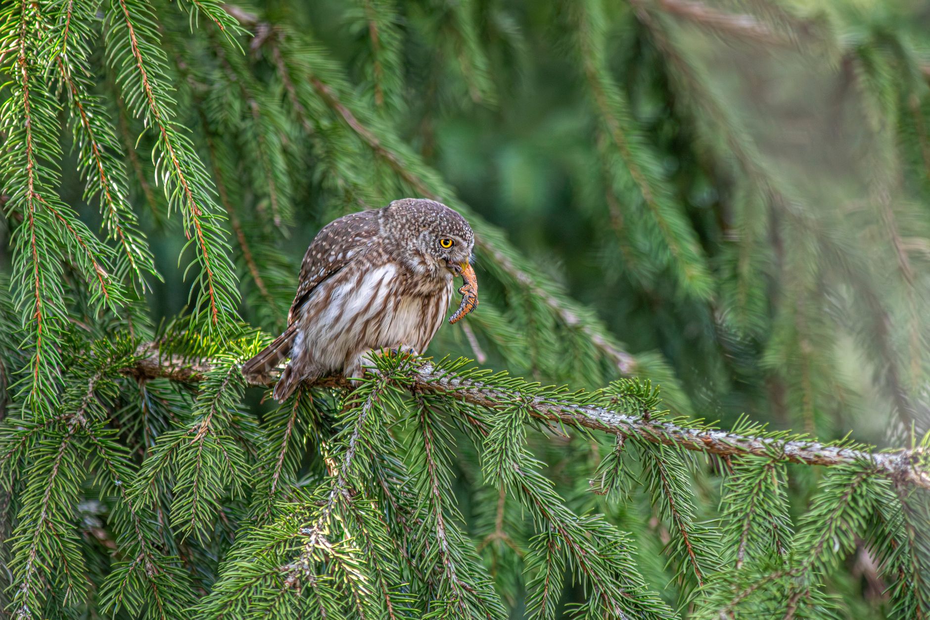 Eurasian pygmy owl holding its prey on a pine branch in natural habitat.